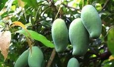 南宁芒果树爆料案件最新